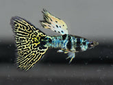 Aquarium Guppy Fish High Quality-  Mini King Cobra - Betta USA Aquatic